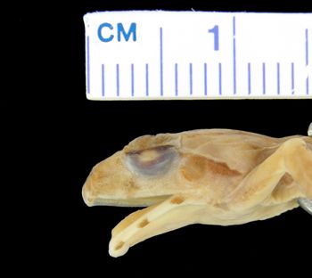 Media type: image; Herpetology A-2602